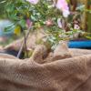 Besonders gut als wärmende Hülle für Topfpflanzen im Garten und auf dem Balkon eignet sich Jute.