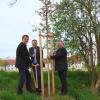 Konrad Dobler, Werner Burkhart und Toni Brugger (von links) mit einer der vier Stiel-Eichen, die in Thierhaupten am Eichenweg im Rahmen des Projekts „1000 Bäume für die Zukunft“ gepflanzt wurden. 	