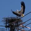 Der Storch beim Nestbau in Margertshausen. Seinen Lieblingsplatz will er einfach nicht hergeben. 