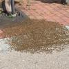 Hunderte von Bienen sind in der Sonnenstraße „notgelandet“.  	
