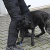 In Wolferstadt ist ein Spaziergänger von einem Hund gebissen worden.