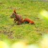 Schnauze voll: Ein Eichhörnchen sammelt in einem Garten Moos für ein Nest. Die Tiere bauen ihre sogenannten «Kobel» in hoch gelegenen Astgabeln und polstern sie innen gerne weich aus.