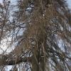 Der trockene Sommer hat der Napoleonstanne nochmals zugesetzt. Jetzt ist klar, dass der mächtige kranke Baum so nicht weiter auf der Anhöhe zwischen den Wertinger Stadtteilen Gottmannshofen und Hohenreichen stehen bleiben kann. 