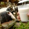 Ein kühles Glas Milch am Tag gilt als gesund. Zu viel Milch kann aber Auswirkungen auf die Gesundheit haben.