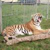 Einer der Sibirischen Tiger des Circus Manuel Weisheit gähnt. Zwei der anderen Tiger liegen ebenfalls in dem 200 Quadratmeter großen Außenkäfig.  	