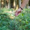 Tausende junge Bäumchen wachsen in den Wäldern im Kreis Neu-Ulm heran. Laut Geschäftsbericht der Forstbetriebsgemeinschaft haben die Waldbesitzer zumeist Laubbäume gepflanzt.     