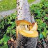 Ein Bild, das nicht nur Gartenfreunde schmerzt. Nach mehr als 25 Jahren Pflege hat ein Unbekannter vier Bäume im Japangarten zerstört. 
