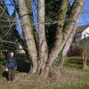 Der 85-jährige Ernst Kreuzer hat als junger Mann auf dem Wertinger Ebersberg diesen Silberahorn gepflanzt. 60 Jahre später überragt der gewaltige Baum alle umliegenden Wohnhäuser bei Weitem. 	