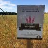 Schilder machen darauf aufmerksam, dass der Babenhauser Rotvesen wieder auf heimischen Feldern wächst.