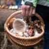 Die Teilnehmerinnen und Teilnehmer bringen ihre selbst gesammelten Pilze mit zum Pilzstammtisch in Obergriesbach. 