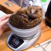 Um die kalte Jahreszeit überstehen zu können, sollten Igel mindestens 550 Gramm auf die Waage bringen.