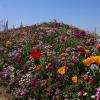 In allen möglichen Farben leuchten die verschiedenen Blumenmeere der Landesgartenschau Ingolstadt. 