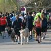 Der Halbmarathon am kommenden Sonntag in Altenmünster ist ein beliebtes Lauf-Event in der Region – bei Männern, Frauen und Hunden. 	 	