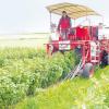 Eine Pflückmaschine für Johannisbeeren ist derzeit auf einem Feld beim Aindlinger Ortsteil Pichl im Einsatz. Sie gehört German Odenbach, der die Maschine auf dem Feld von Eddie Kaetzel auch lenkte.  