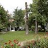 Im Hofgarten musste ein großer Tulpenbaum weichen, weil er vom Pilz befallen war. Aktuell stehen in der Stadt zahlreiche Fällaktionen an. 