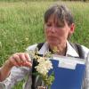 Biologin Claudia Eglseer zeigt die Heilpflanze Mädesüß. Die Pflanze enthalt schmerzstillende Substanzen.
