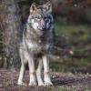 Ist ein Wolf für den Tod von zwei Kälbern verantwortlich?