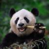 Pandabären sind besonders gefährdet.