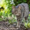 Katzenbisse sollten gerade im Ausland sofort ärztlich behandelt werden. 