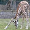 Giraffe Kiano im Februar dieses Jahres im Zoo: Der acht Monate alte Bulle starb in dieser Woche, weil er vor einem Zebra erschrak und mit dem Kopf gegen eine Metallstrebe prallte. 