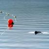 Ein neu entwickeltes akustisches Warngerät soll Schweinswale vor dem Verfangen in Stellnetzen schützen.