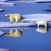 Das prominenteste Opfer des Klimawandels ist der Eisbär. 	 	„Der Crash könnte letztlich das Ende unserer Zivilisation herbeiführen.“