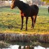 Zwei Pferde und drei Ponys sind im Kreis Rottweil von ihrer Koppel ausgebrochen und in Richtung Autobahn A 81 gelaufen. Ein Pony wurde dort überfahren. (Symbolfoto)