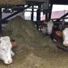 Henkersmahlzeit für die Milchkühe auf dem Rieß-Hof in Klingsmoos: Mittlerweile steht der Laufstall, der von Dezember 1992 bis Februar 1993 erbaut wurde, leer, die letzten Tiere wurden verkauft. 	