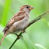 Es gibt immer weniger Insekten und dadurch immer weniger Vögel, weil ihnen mit den Insekten die Nahrung fehlt. Der Ornithologe Peter Berthold warnt vor massiven Auswirkungen.