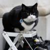 Palmerston, die Katze des Außenministeriums, sitzt auf einer Fotografenleiter. Palmerston geht nach nur vier Jahren in den Ruhestand.