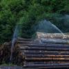 Der Borkenkäfer hat sich in den vergangenen Wochen stark vermehrt. Um das befallene Holz  möglichst schnell aus dem Wald zu bringen, werden Lagerplätze eingerichtet. 