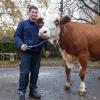 Im Betrieb von Familie Eberle aus Mörslingen erreichten im vergangenen Jahr gleich zwei Kühe die herausragende Lebensleistung von 100.000 Kilogramm Milch. Beide stammen aus derselben Kuhfamilie. Im Bild Michael Eberle mit Gisma, einer 13-jährigen Manitoba-Tochter.  	