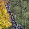 Immer noch keine Giraffen im Augsburger Zoo