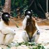 Zwei Kronensifaka-Brüder futtern Blätter in ihrem Gehege im Zoo Heidelberg.