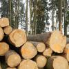 Weil die Verkaufspreise für Holz derzeit niedrig sind, erzielt die Gemeinde Walkertshofen kaum Erträge mit ihren rund elf Hektar großen Waldflächen. 