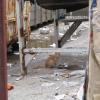 Viele Streunerkatzen leben auf Mülldeponien oder in Gewerbegebieten, wo sie um Fressen streiten müssen und oft Revierkämpfe austragen. 	
