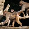 Der Augsburger Zoo hat zwei Pavianmännchen an das Deutsche Primatenzentrum in Göttingen abgegeben.
