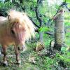 Sogar ein kleines Pony verletzte der Unbekannte schwer am Bauch.