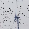 Ein Schwarm Stare Sturnus vulgaris fliegt vor einer Windkraftanlage.