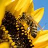 Eine vom Blütenstaub übersäte Biene sitzt auf einer Sonnenblume. Viele Wildbienen sind vom Aussterben bedroht.