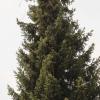 In Inchenhofen versucht ein Storchenpaar, ein Nest auf einem Baum zu bauen.