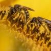 50 Prozent der in Deutschland vorkommenden Wildbienen stehen auf der Roten Liste,