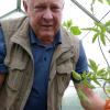 Gerhard Brunat aus Ottmaring hat in seinem Treibhaus auf der Friedberger Schrebergartenanlage gigantische Tomaten. Die schwerste davon brachte 921 Gramm auf die Waage.
