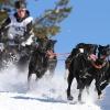 Mit Karacho geht es beim Alpentrail durch den Schnee – für Martin Dickel samt Hundemannschaft ist dies eine wahre Freude. 