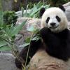 Zwölf Kilogramm Bambus frisst ein ausgewachsener Großer Panda täglich.
