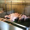 Der Bauernverband schlägt wegen der sinkenden Preise für Schweinefleisch Alarm.