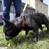 Die Polizei rät Hundebesitzerinnen und -besitzer nach dem Fund eines Stück Fleischs im Bereich des Mühlbachs in Bellenberg zur Vorsicht. 