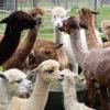 Die zottelige Kamelidenschar stand dicht an dicht beisammen – ebenso wie die großen und kleinen Besucher des Hoffestes, die sich am Zaun des Geheges zusammendrängten, um die Alpakas zu bewundern.  
