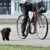 Geteerte Straßen sind für die Fußballen von Hunden belastend - vor allem bei langen Ausflügen.