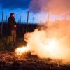 Rauch soll Weinreben in Sachsen schützen.  	